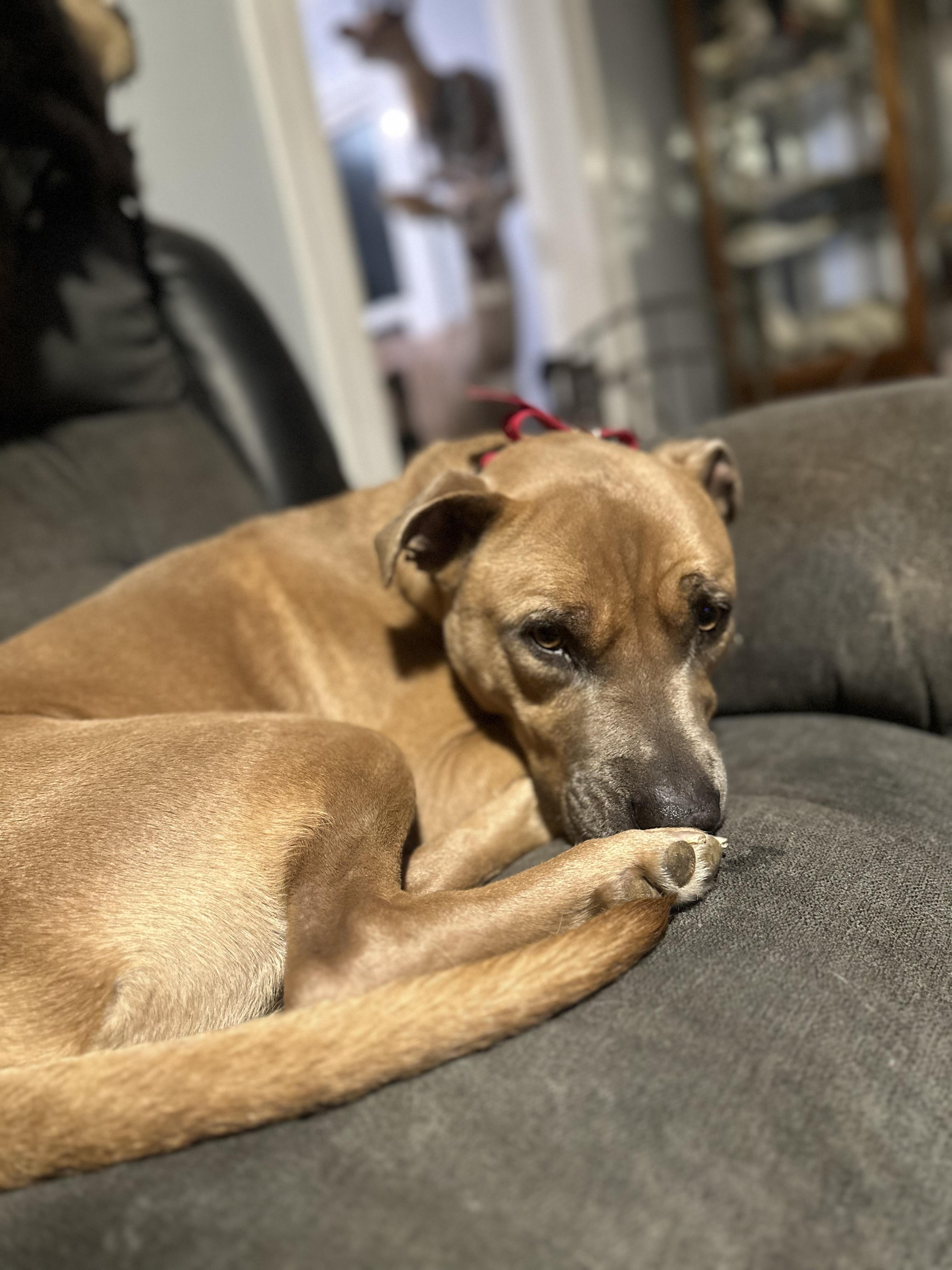 Enlarge Tommy, a Adoptable Pit Bull Terrier in Indianapolis, IN image 3/6