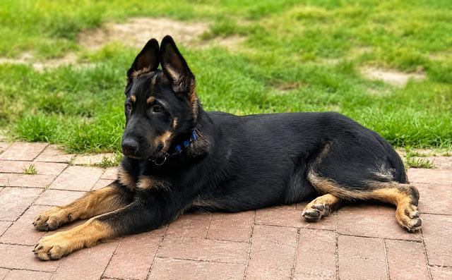 Diesel, a Adoptable mixed breed in Seattle, WA image 1/6
