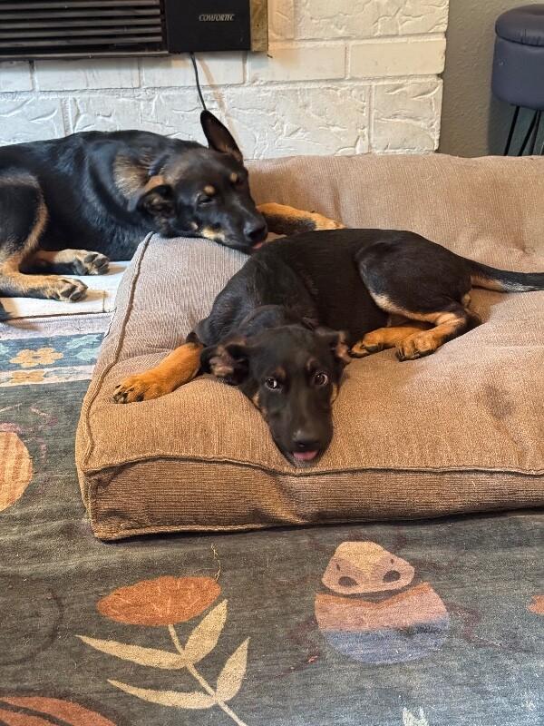 Diesel, a Adoptable mixed breed in Seattle, WA image 3/6