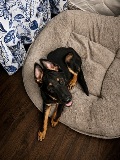 Diesel, a Adoptable mixed breed in Seattle, WA image 4/6
