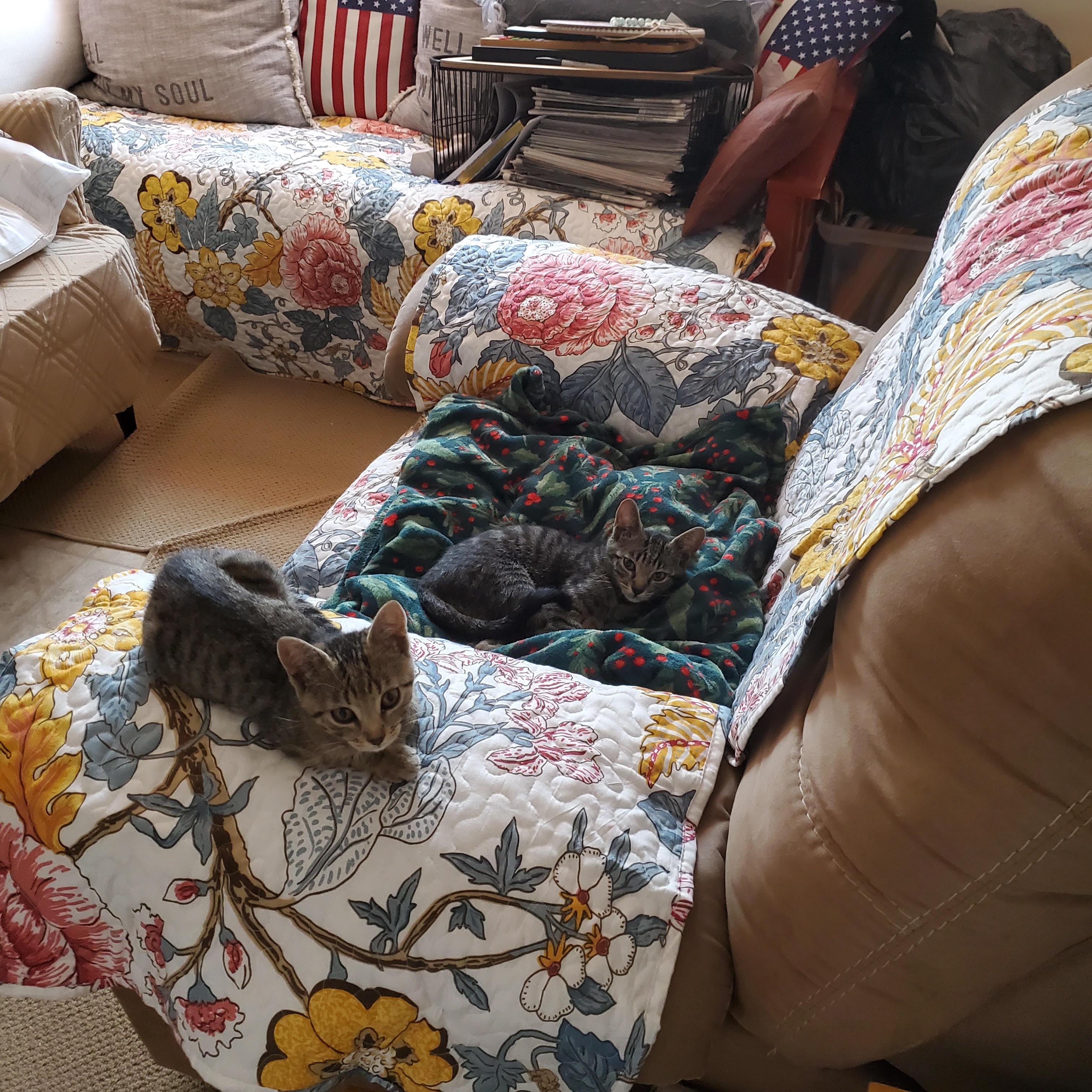 Moiraine, an adopted Tabby in Tucson, AZ image 3/5