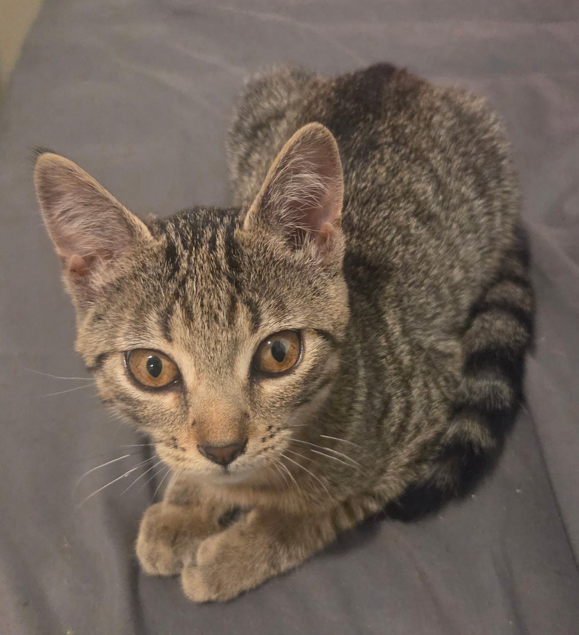 Moiraine, an adopted Tabby in Tucson, AZ image 1/5