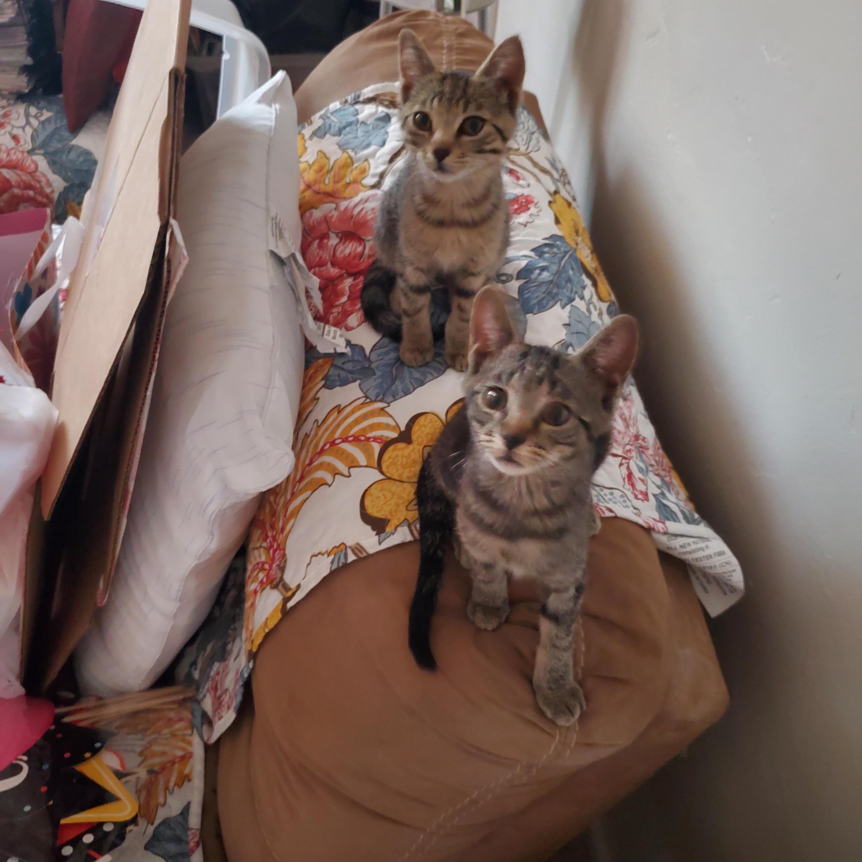 Moiraine, an adopted Tabby in Tucson, AZ image 2/5