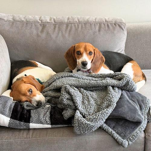 Kyra and Lyra (Bonded Pair), a ADOPTABLE Beagle in Toledo, OH image 5/6