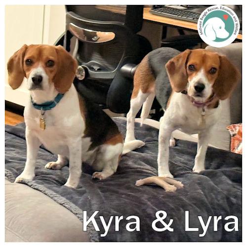 Kyra and Lyra (Bonded Pair), ADOPTABLE, Young Female Beagle.