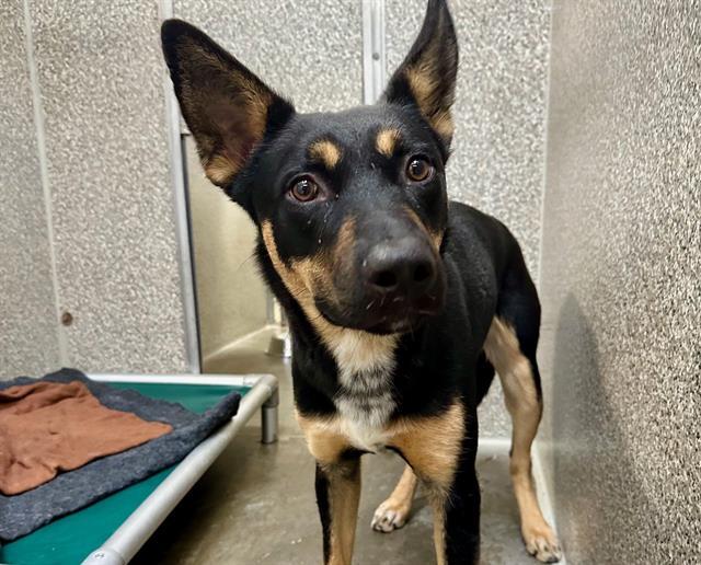 COOPER, Adoptable, Young Male German Shepherd Dog & Australian Cattle Dog / Blue Heeler.
