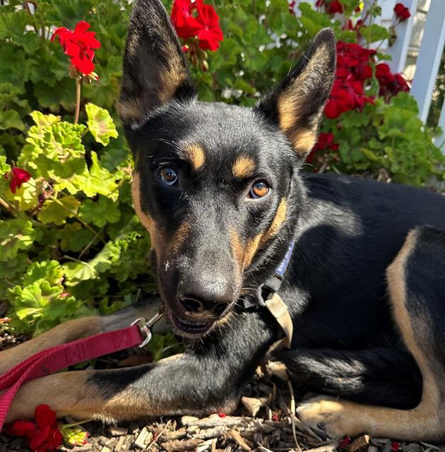 Enlarge COOPER, a Adoptable mixed breed in Santa Rosa, CA image 1/1