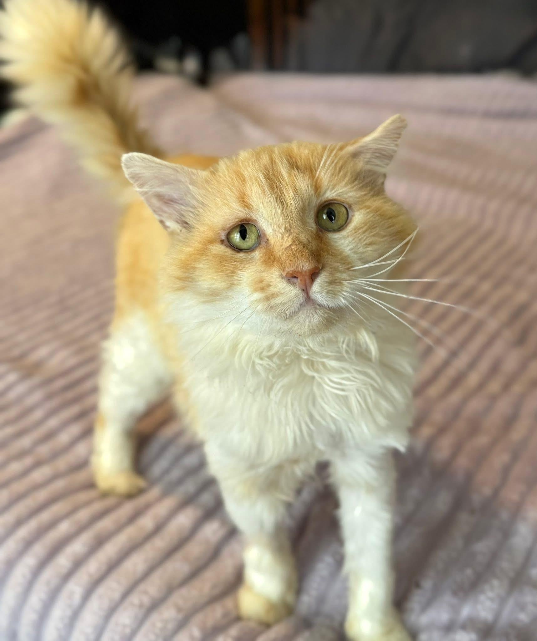 Ravioli, ADOPTABLE, Senior Male Domestic Long Hair.