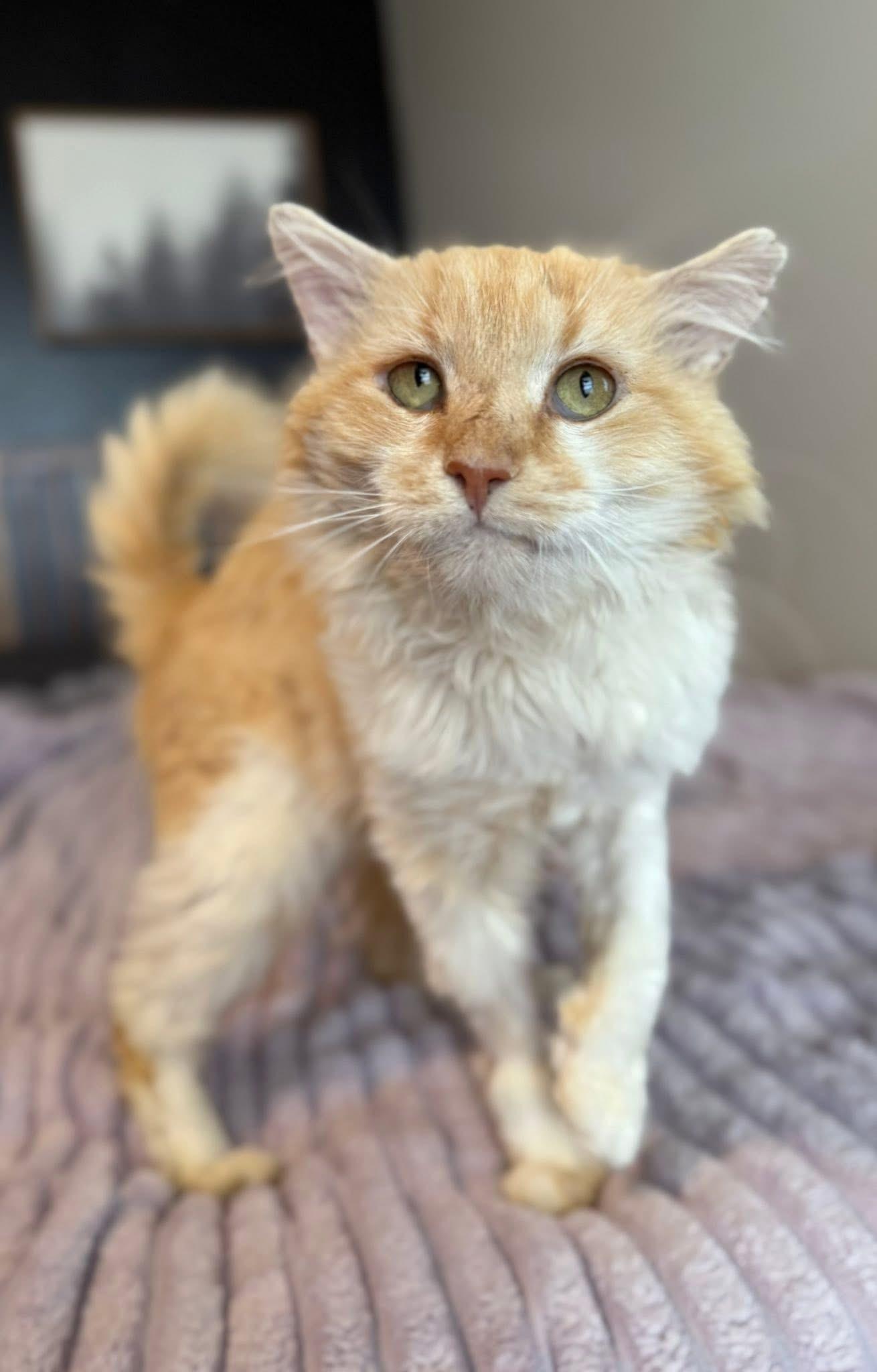 Enlarge Ravioli, a ADOPTABLE Domestic Long Hair in Sweetwater, TN image 3/4
