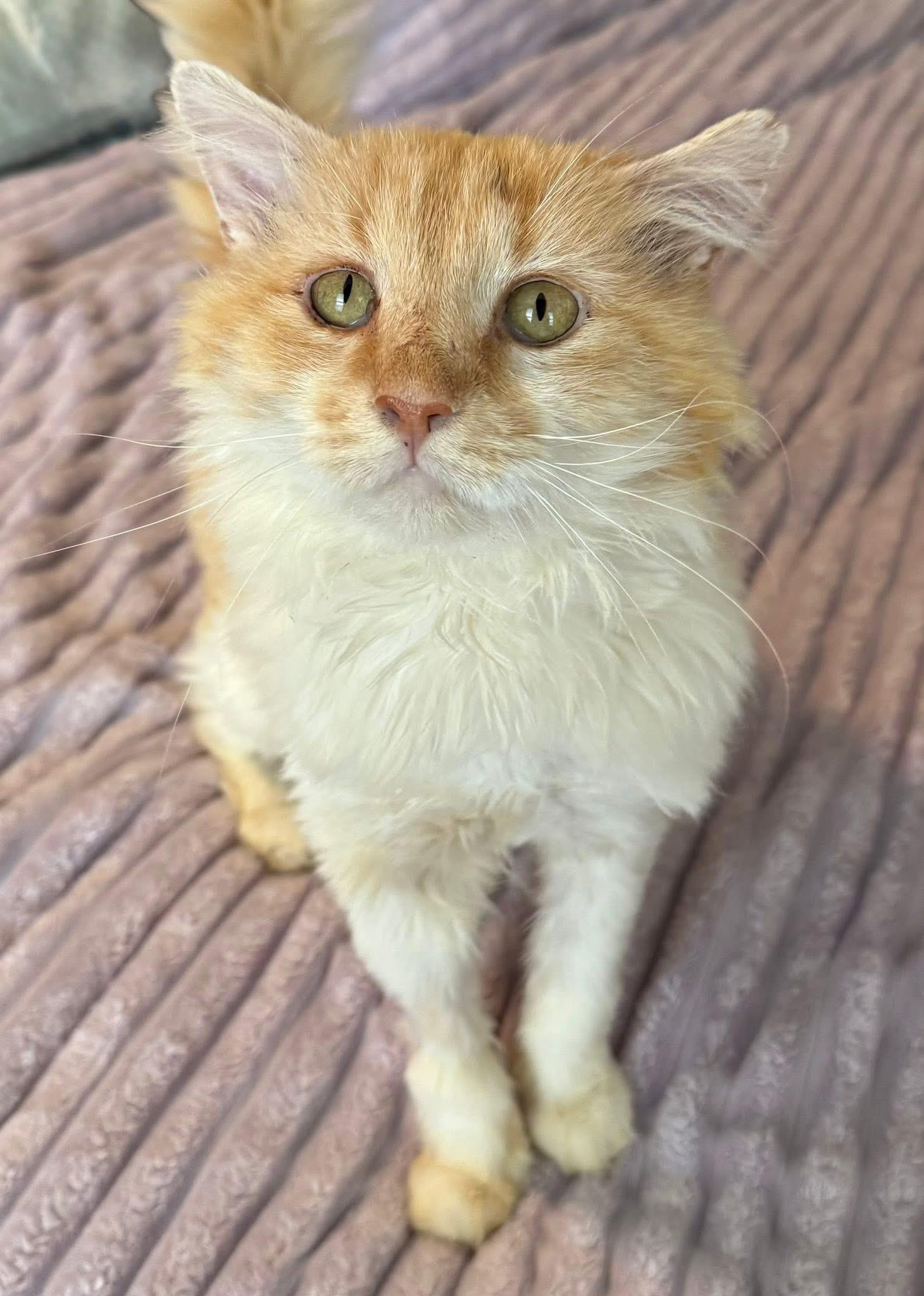 Enlarge Ravioli, a ADOPTABLE Domestic Long Hair in Sweetwater, TN image 4/4
