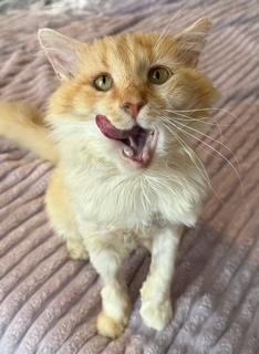 Enlarge Ravioli, a ADOPTABLE Domestic Long Hair in Sweetwater, TN image 2/4