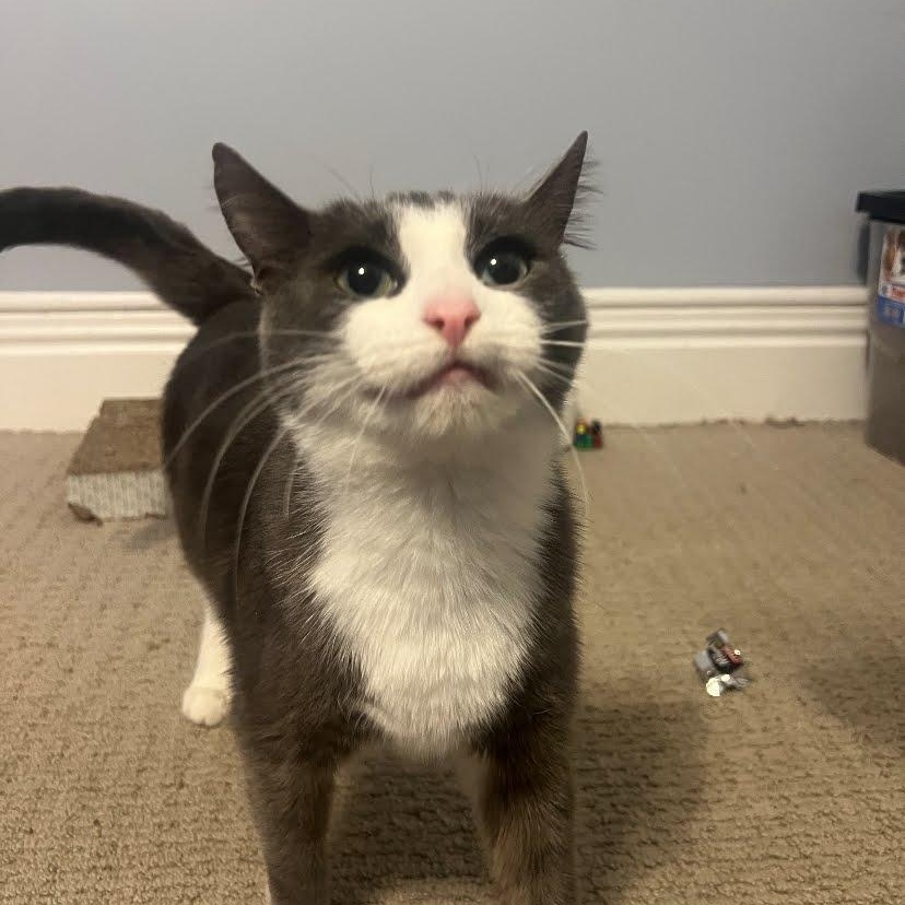 Mommacita, a Adoptable Domestic Short Hair in Buffalo, NY image 3/4