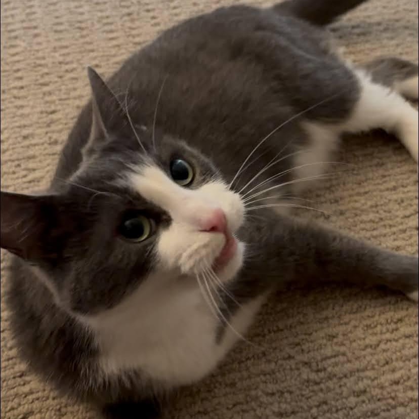 Mommacita, a Adoptable Domestic Short Hair in Buffalo, NY image 2/4