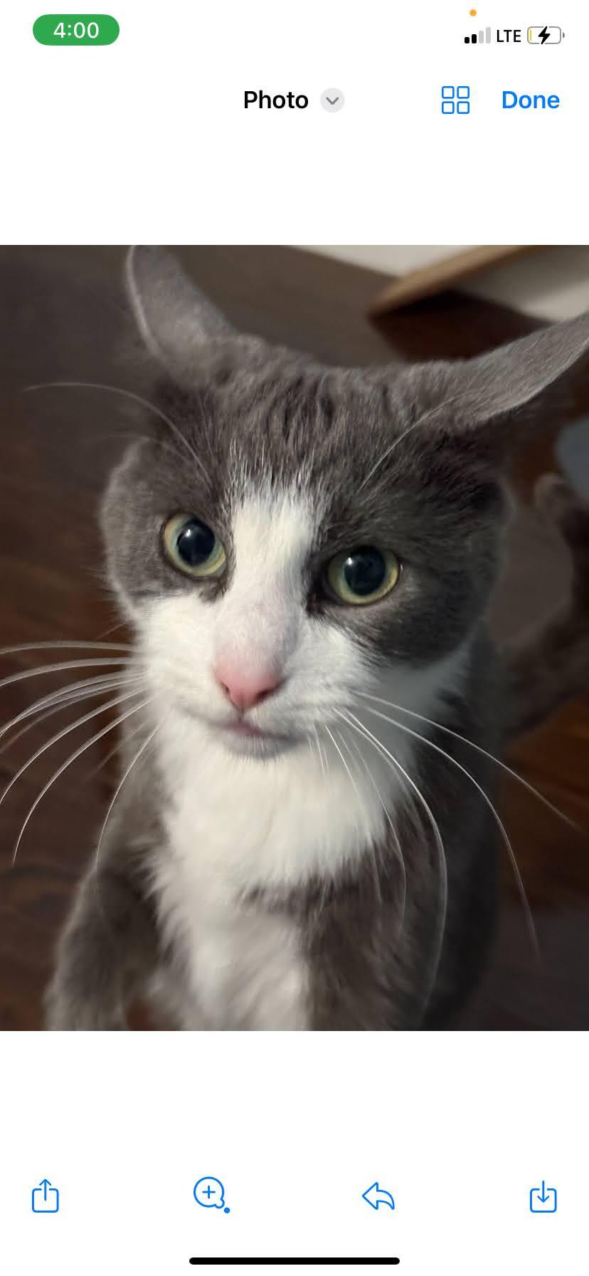 Mommacita, a Adoptable Domestic Short Hair in Buffalo, NY image 1/4