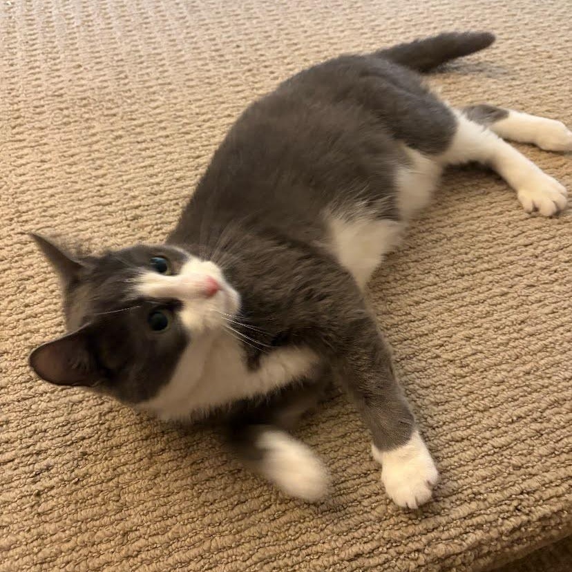 Mommacita, a Adoptable Domestic Short Hair in Buffalo, NY image 4/4