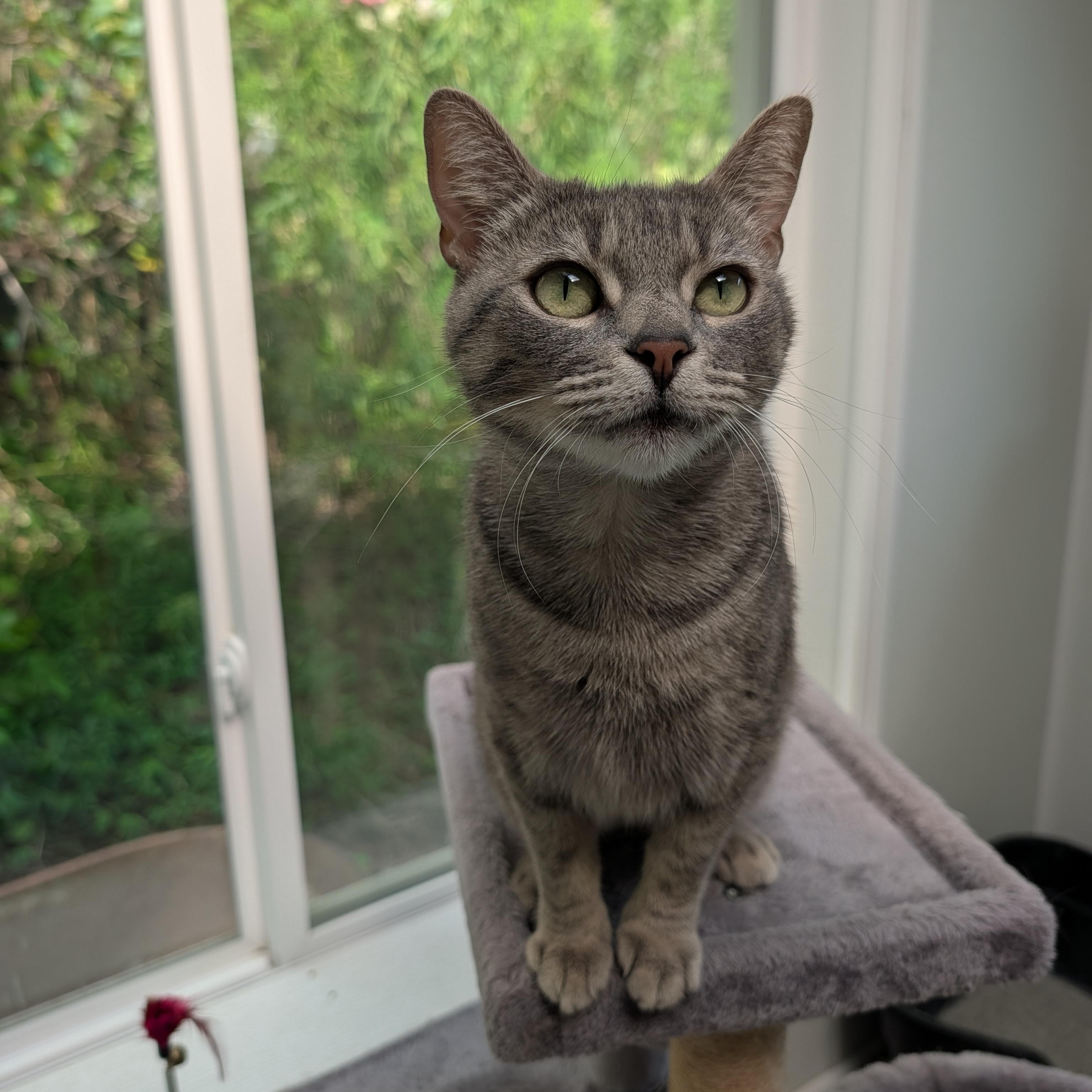 Enlarge Reese, a Adoptable Domestic Short Hair in Waynesville, NC image 2/5