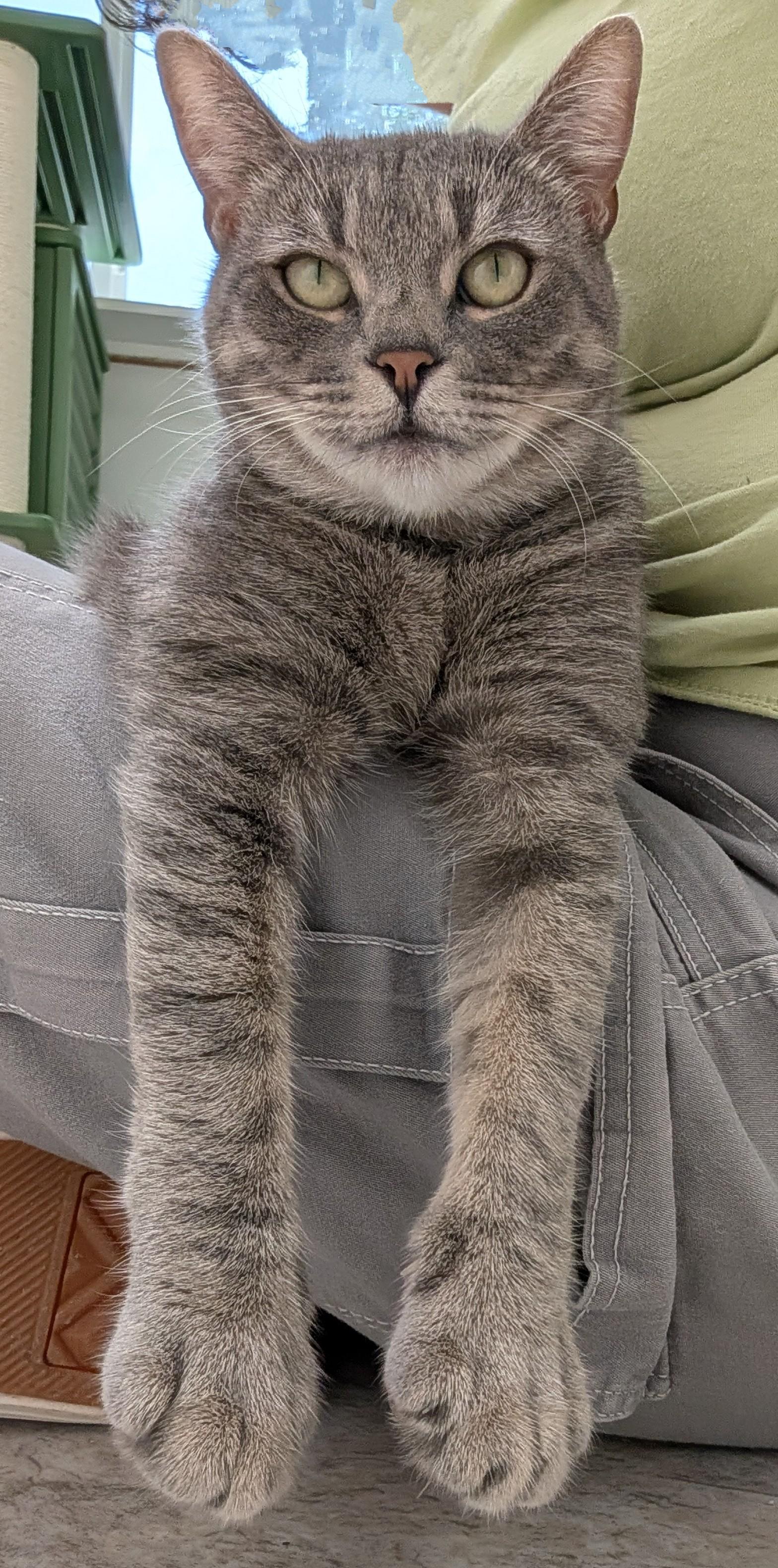 Enlarge Reese, a Adoptable Domestic Short Hair in Waynesville, NC image 3/5