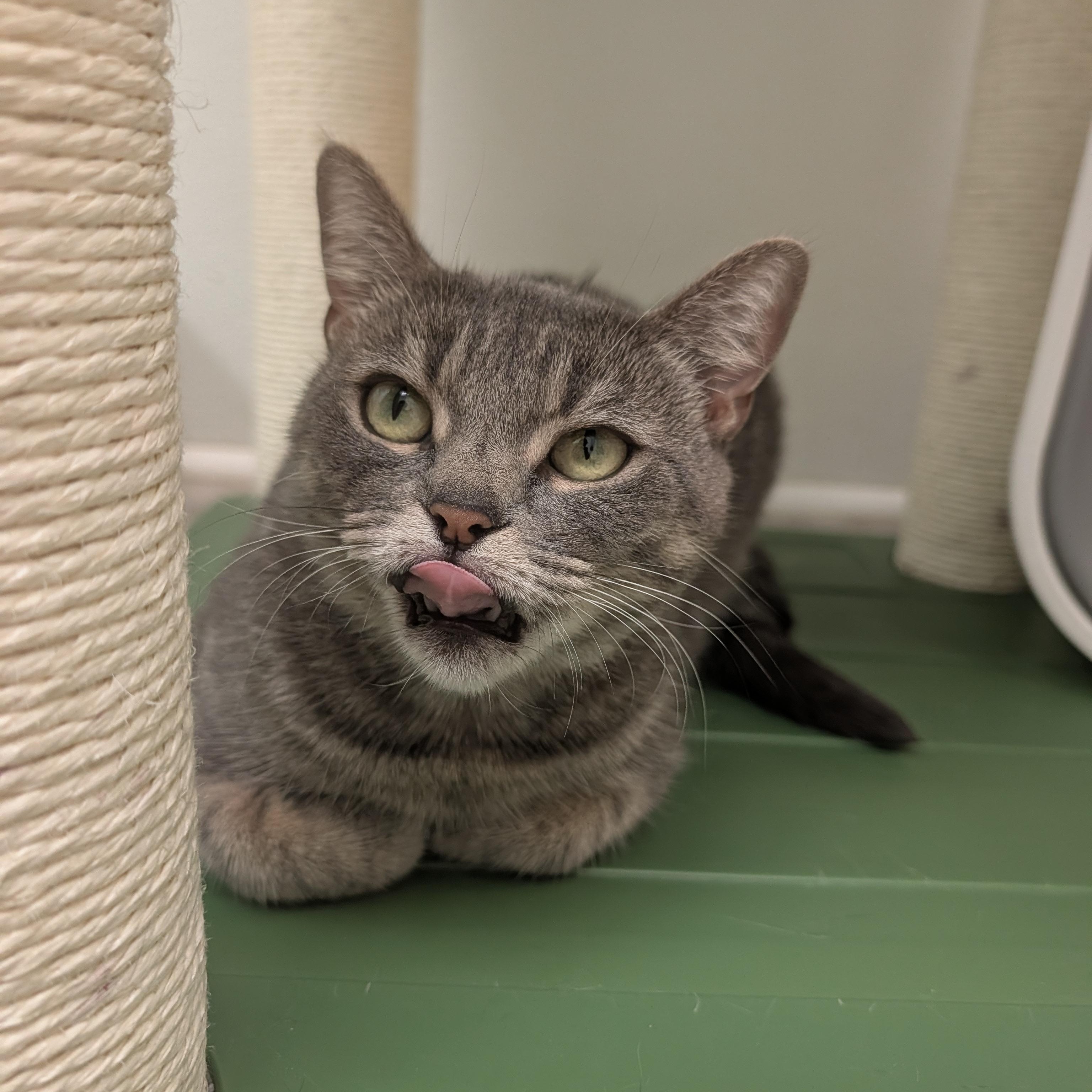 Enlarge Reese, a Adoptable Domestic Short Hair in Waynesville, NC image 5/5