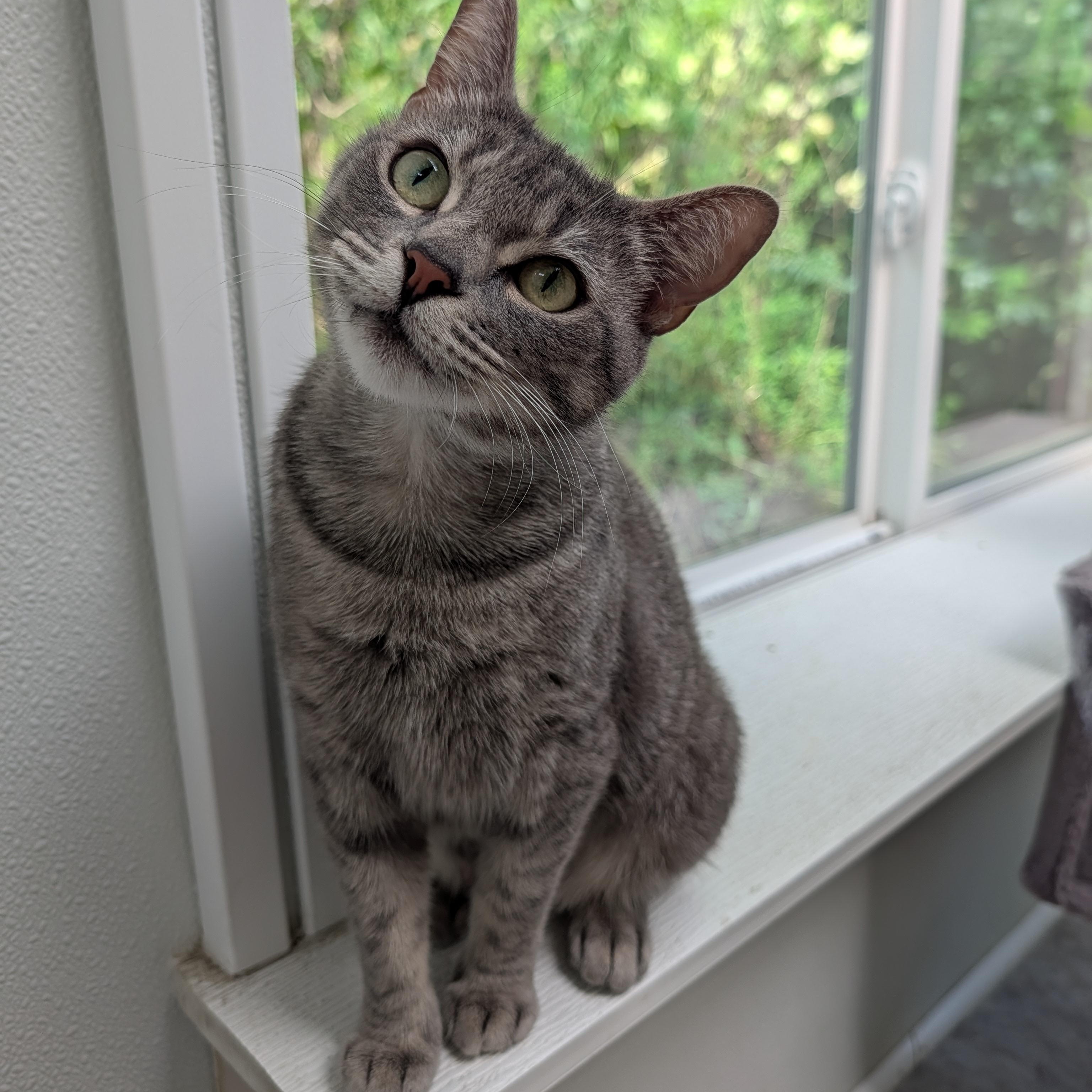Enlarge Reese, a Adoptable Domestic Short Hair in Waynesville, NC image 1/5