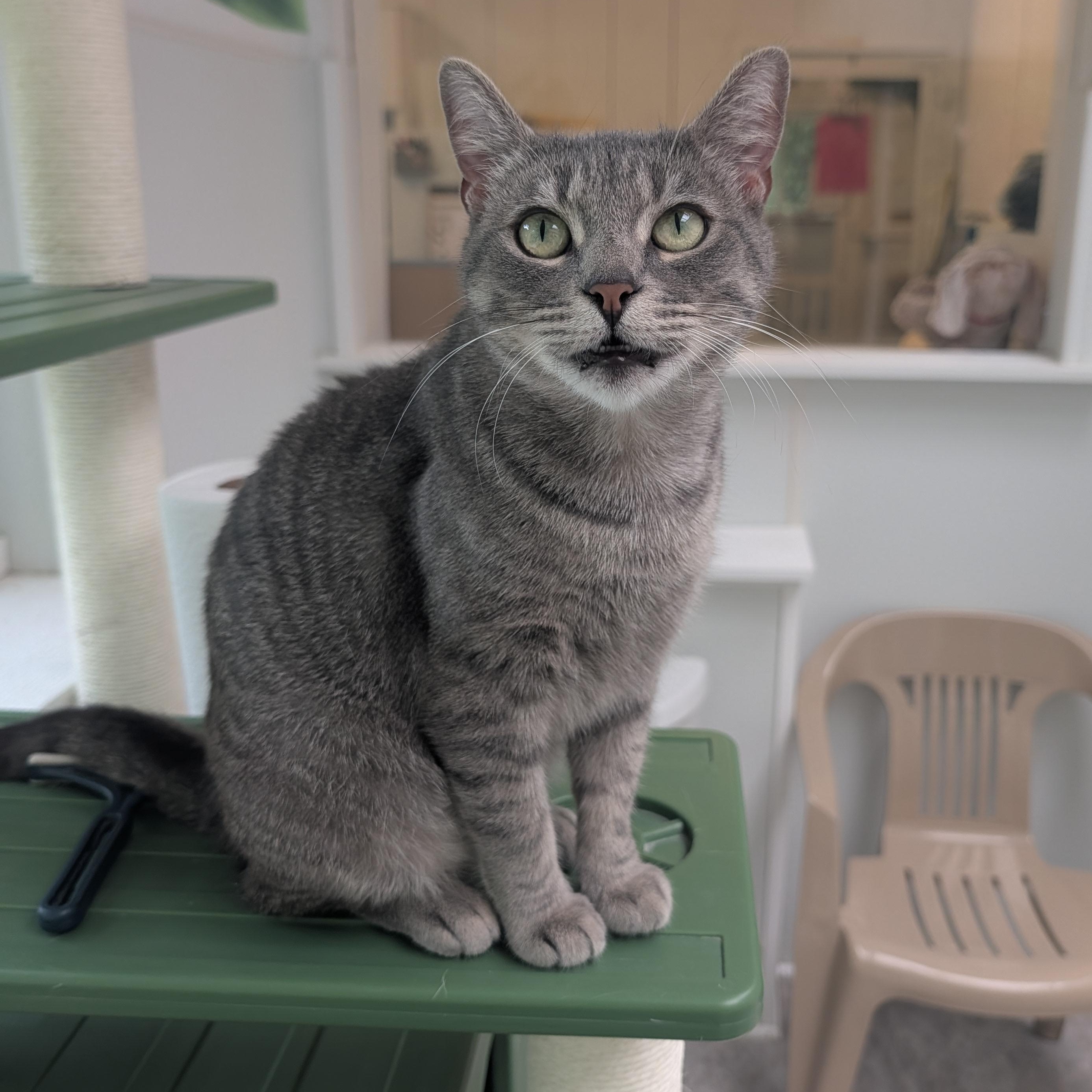 Enlarge Reese, a Adoptable Domestic Short Hair in Waynesville, NC image 4/5