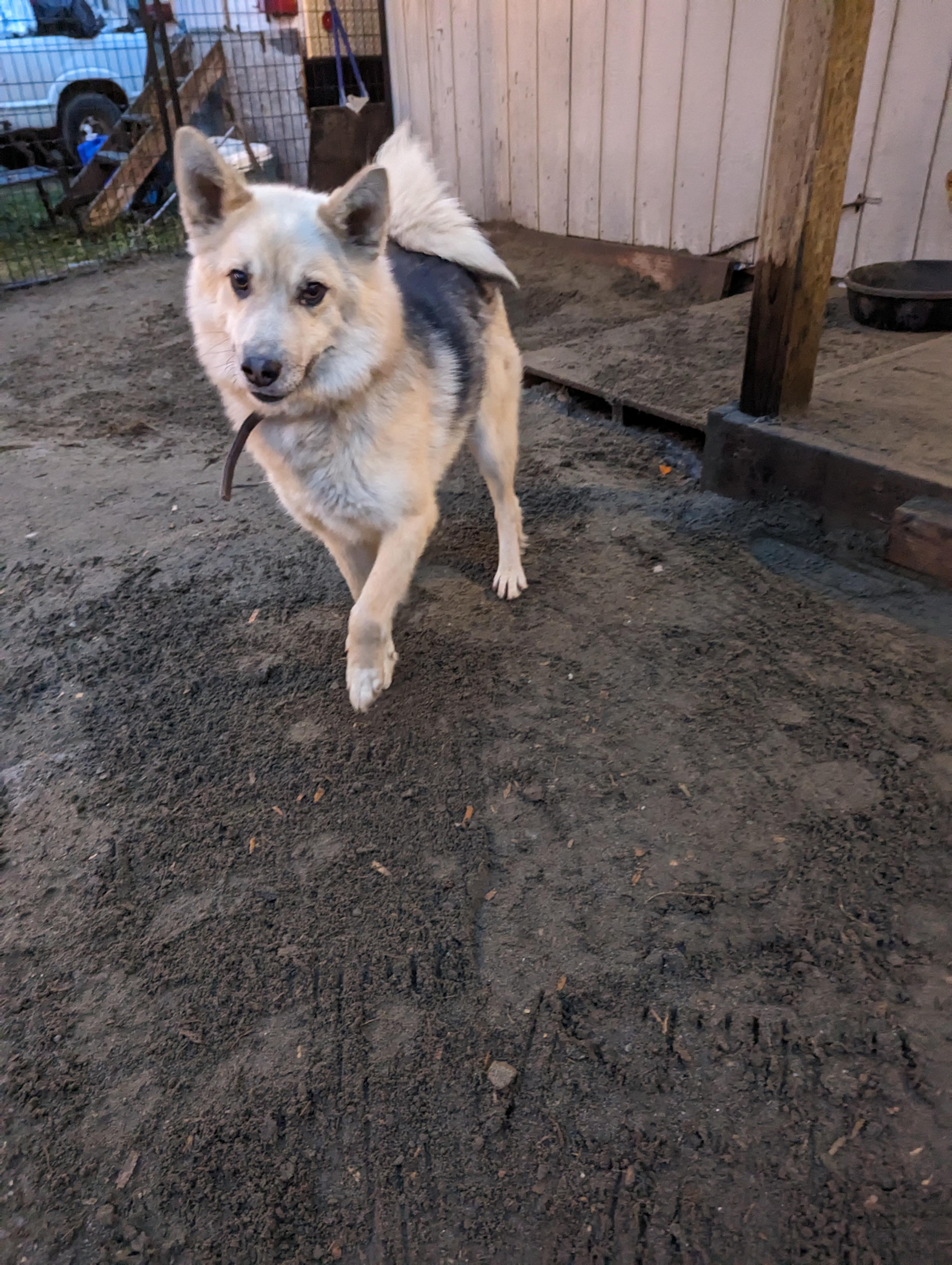 Sapphire, a Adopted mixed breed in Wasilla, AK image 4/6