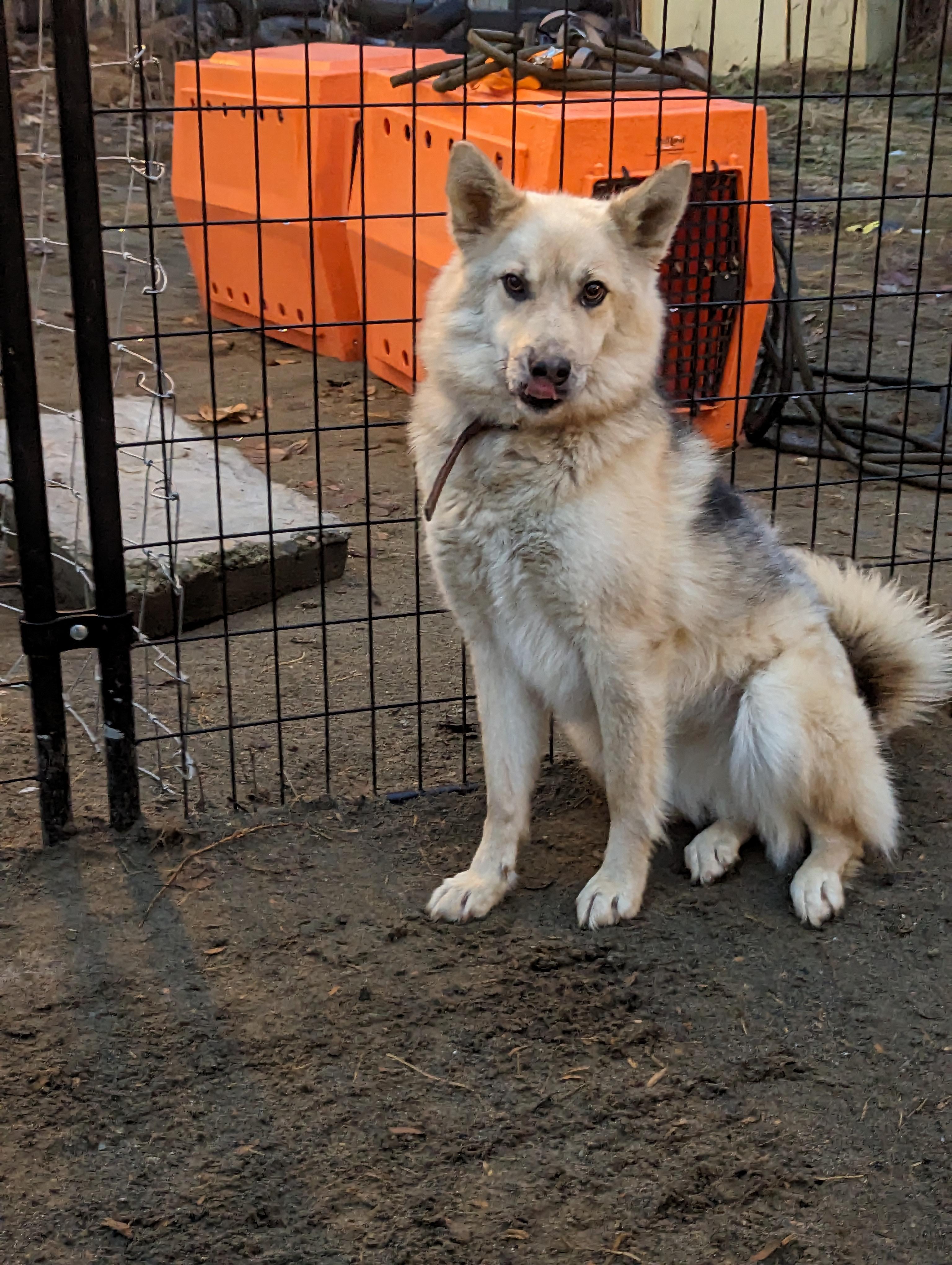 Sapphire, a Adopted mixed breed in Wasilla, AK image 6/6