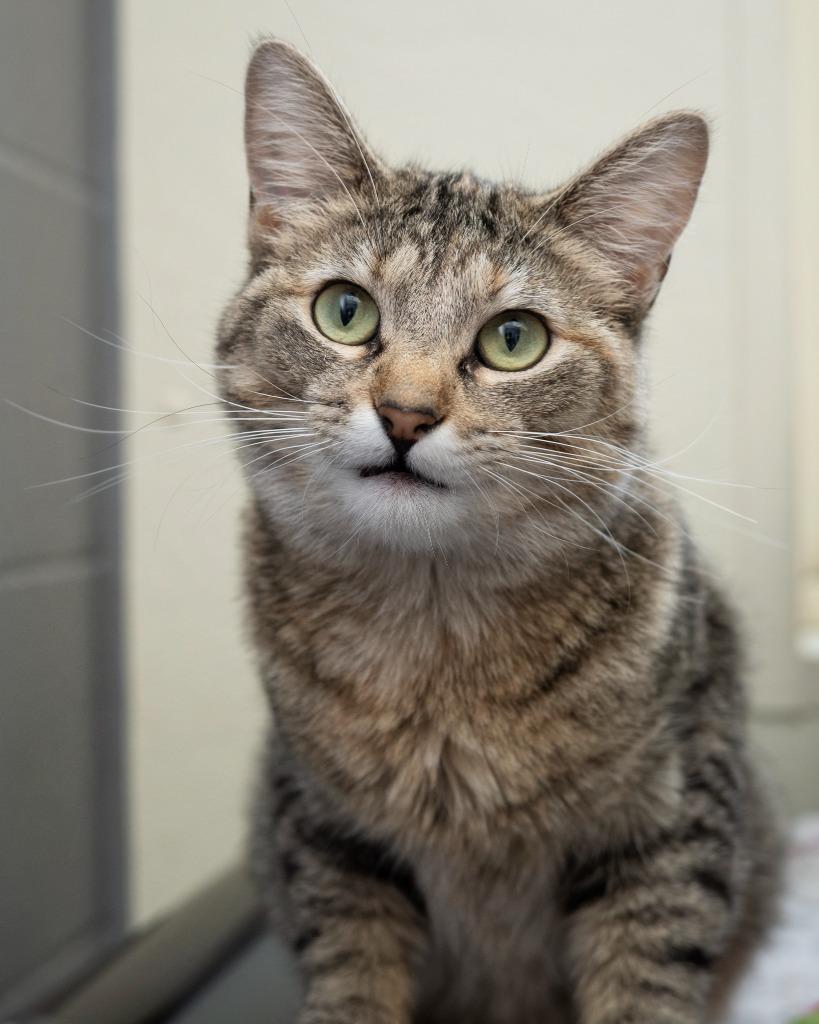 Hot Pocket, a Adopted mixed breed in Boone, IA image 1/4
