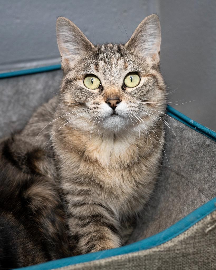 Enlarge Hot Pocket, a Adoptable mixed breed in Boone, IA image 1/2