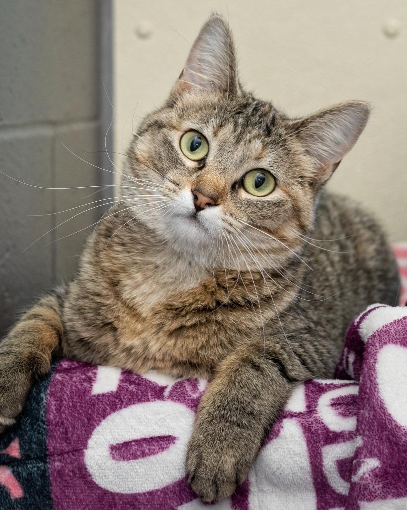 Hot Pocket, a Adopted mixed breed in Boone, IA image 3/4