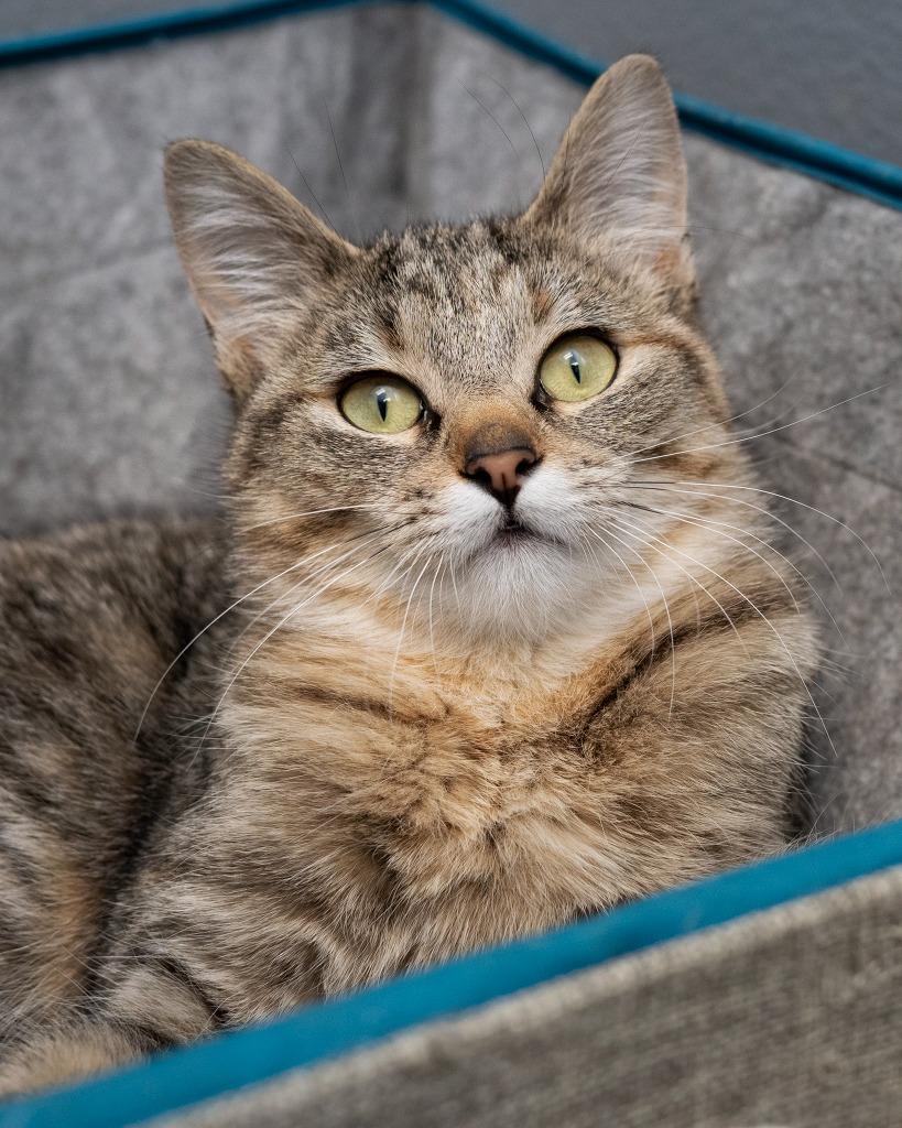 Enlarge Hot Pocket, a Adoptable mixed breed in Boone, IA image 2/2