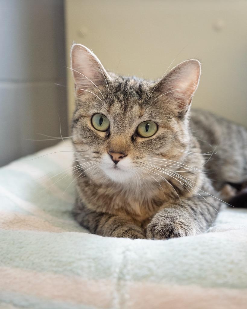 Hot Pocket, a Adopted mixed breed in Boone, IA image 4/4