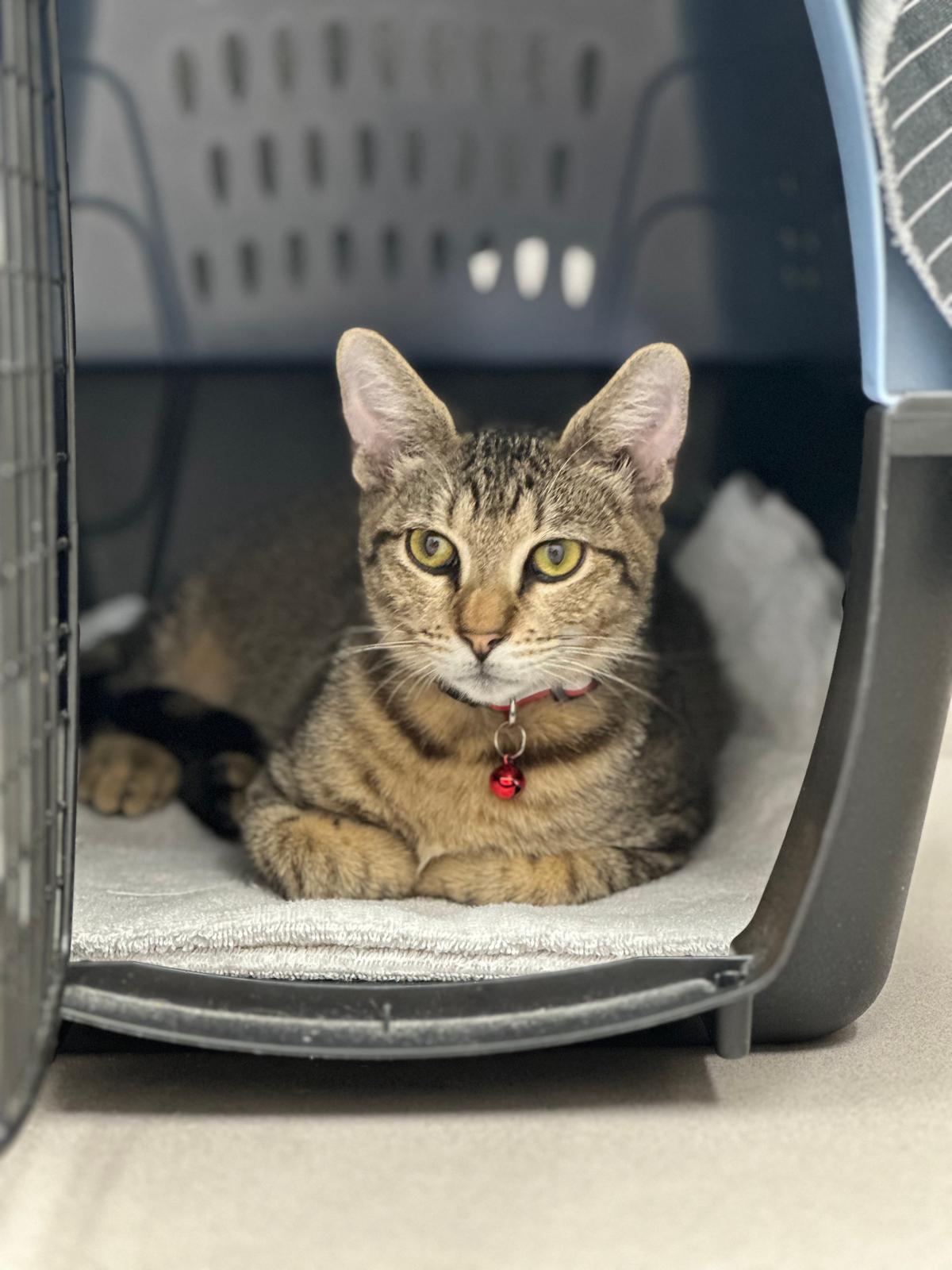 Xavier, Adoptable, Adult Male Domestic Short Hair.