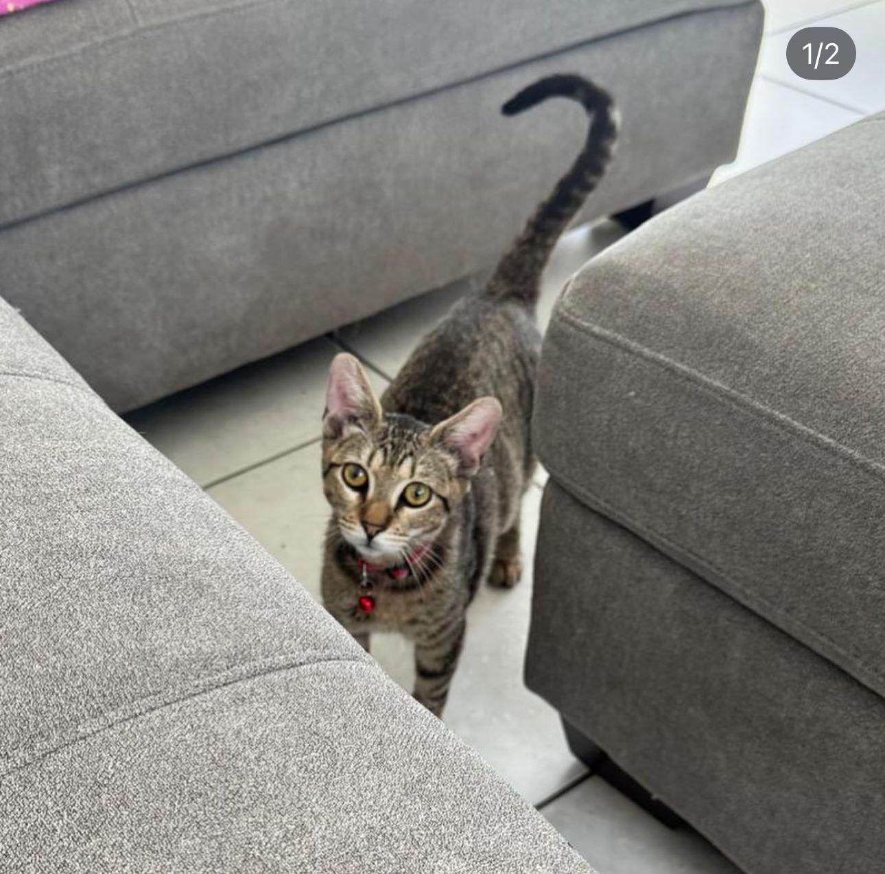 Xavier, a Adoptable Domestic Short Hair image 1/3