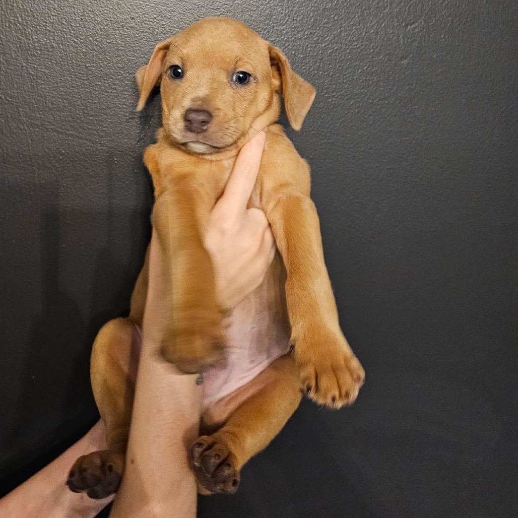 Grout, Adoptable, Puppy Male Mixed Breed.