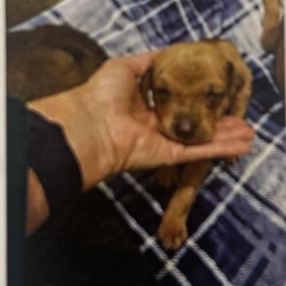 Grout, a Adoptable Mixed Breed in Mocksville, NC image 2/5