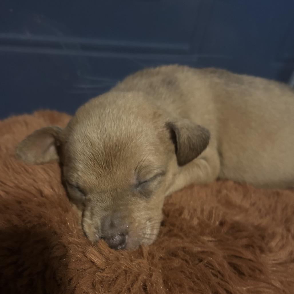 Grout, a Adoptable Mixed Breed in Mocksville, NC image 4/5