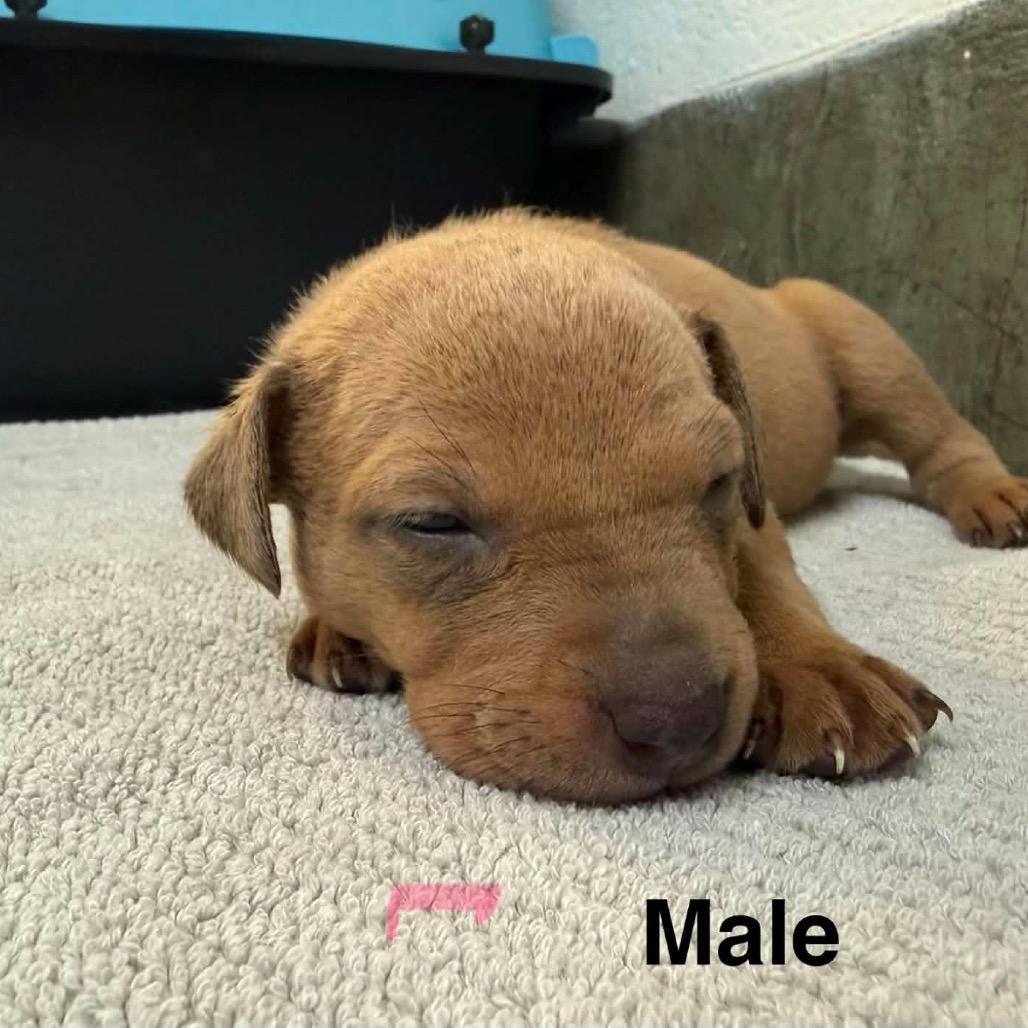 Grout, a Adoptable Mixed Breed in Mocksville, NC image 5/5