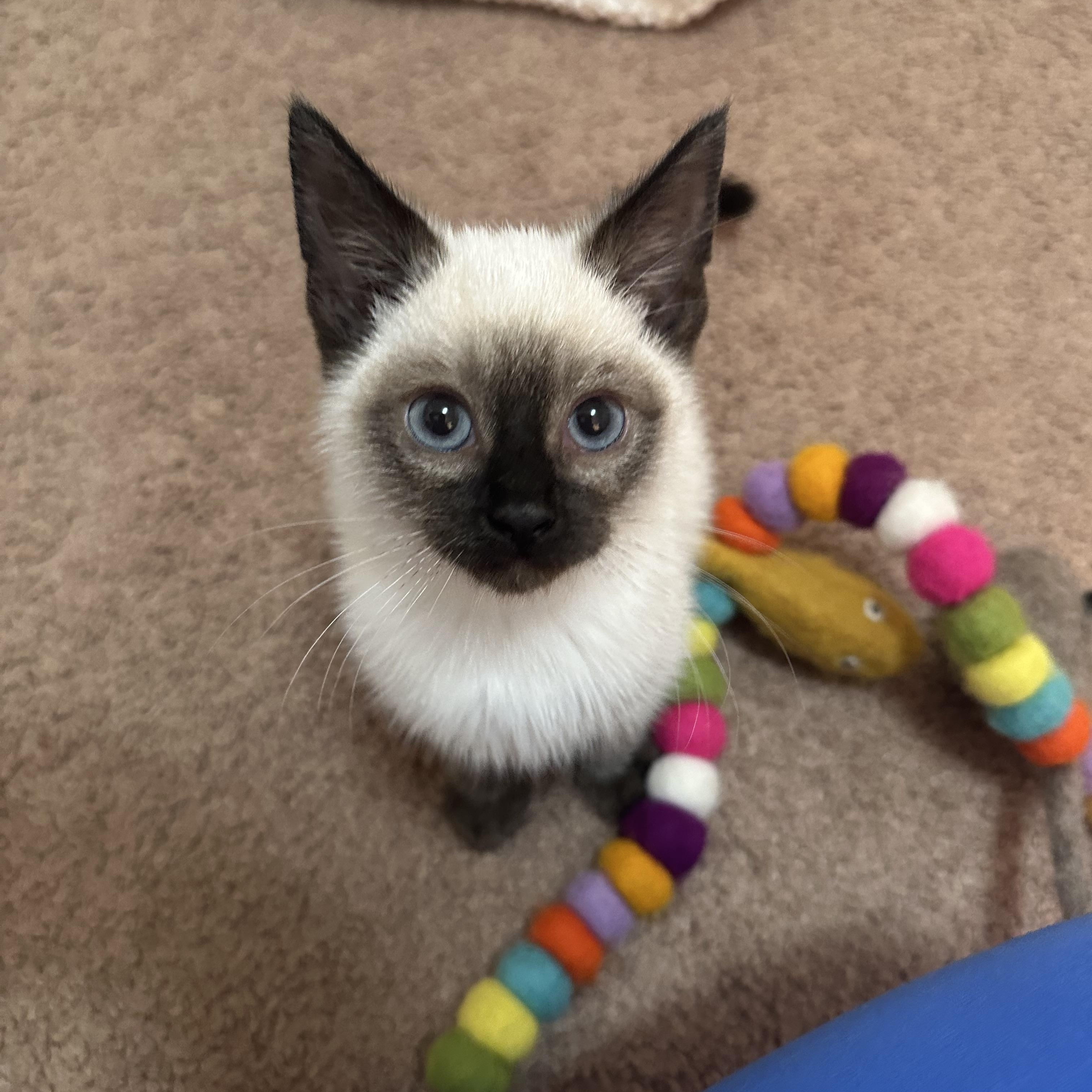 Macaroon (Mac), ADOPTABLE, Kitten Male Domestic Short Hair & Siamese.