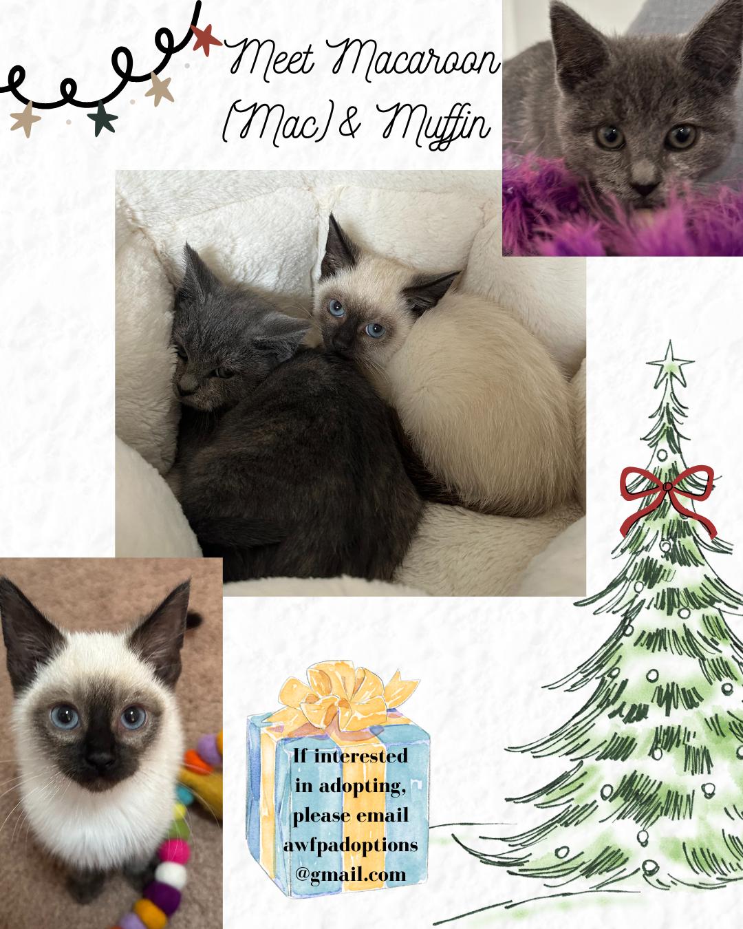 Enlarge Macaroon (Mac), a ADOPTABLE mixed breed in Blacksburg, VA image 2/3