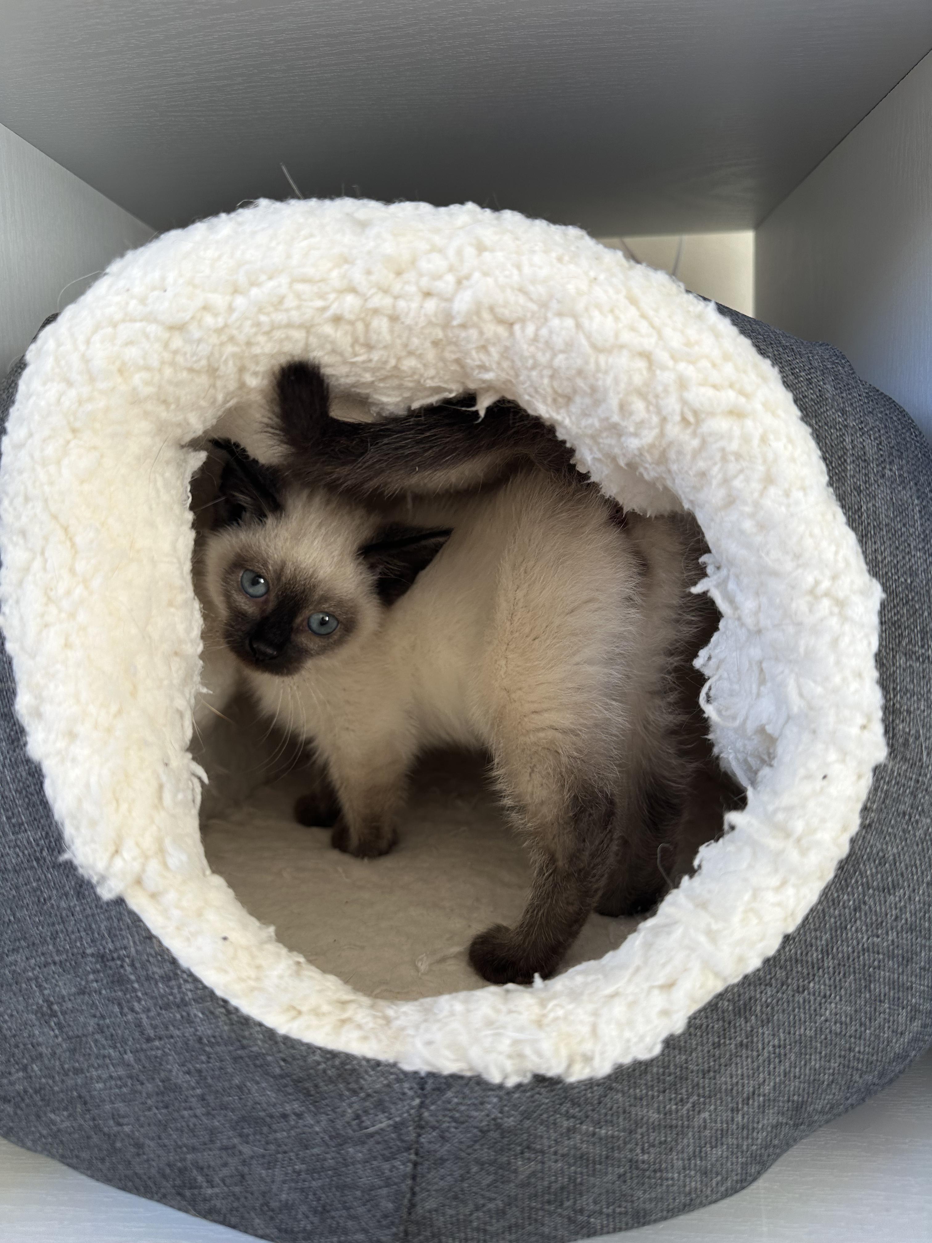 Enlarge Macaroon (Mac), a ADOPTABLE mixed breed in Blacksburg, VA image 3/3