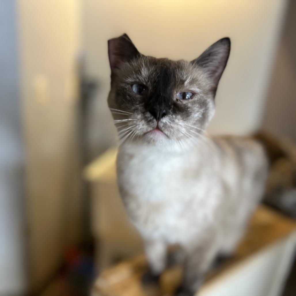 Hildegard, a Adoptable Siamese in Nampa, ID image 1/2