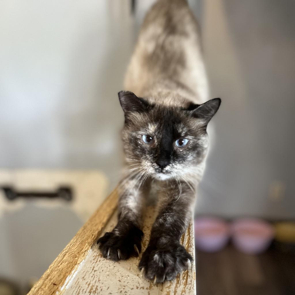 Hildegard, a Adoptable Siamese in Nampa, ID image 2/2