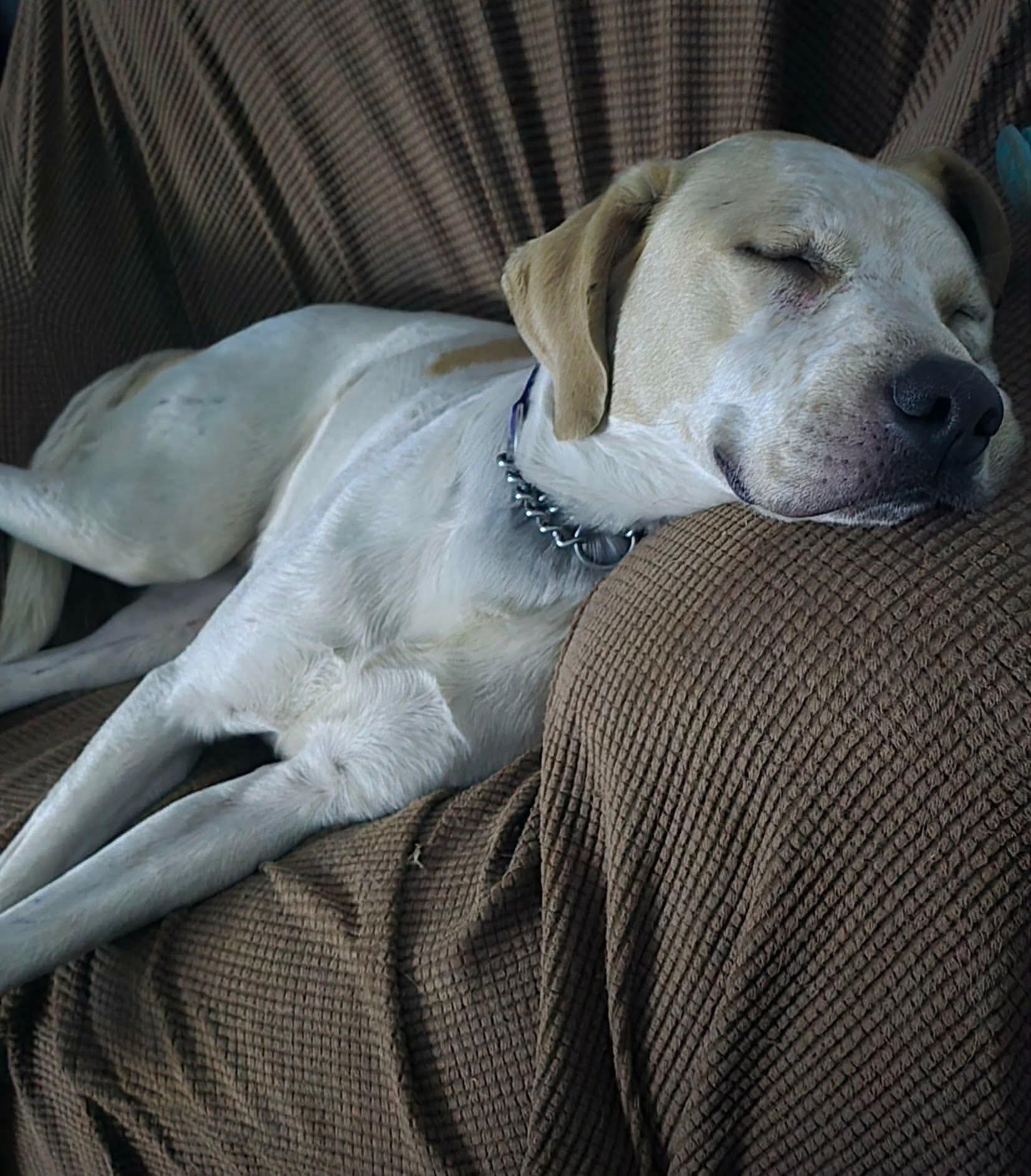 Charlie, Adoptable, Young Male Yellow Labrador Retriever & Coonhound.