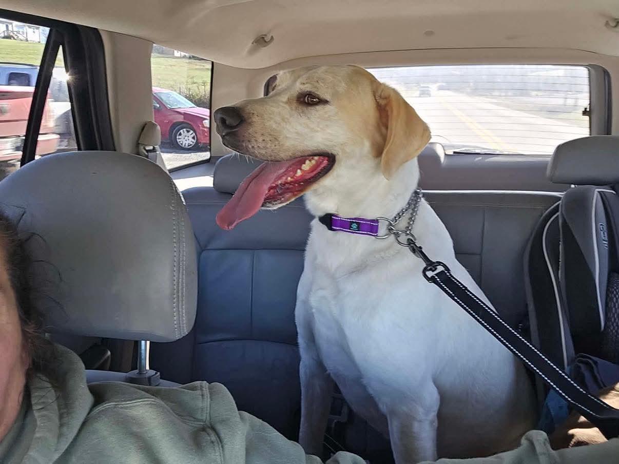 Enlarge Charlie, a Adoptable mixed breed in Spring Hill, TN image 4/4