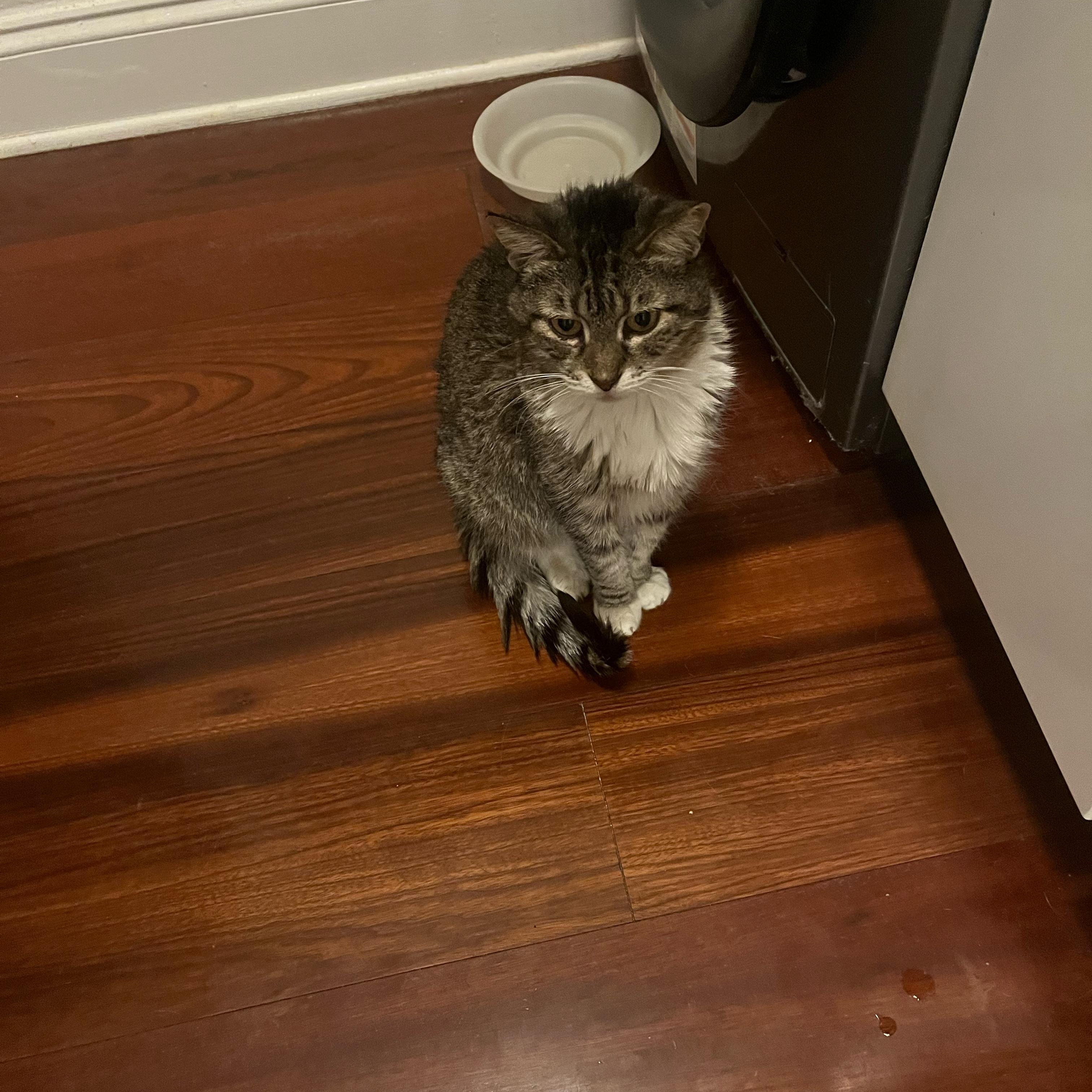 Enlarge PG, a ADOPTABLE Tabby in Hartford, CT image 1/3