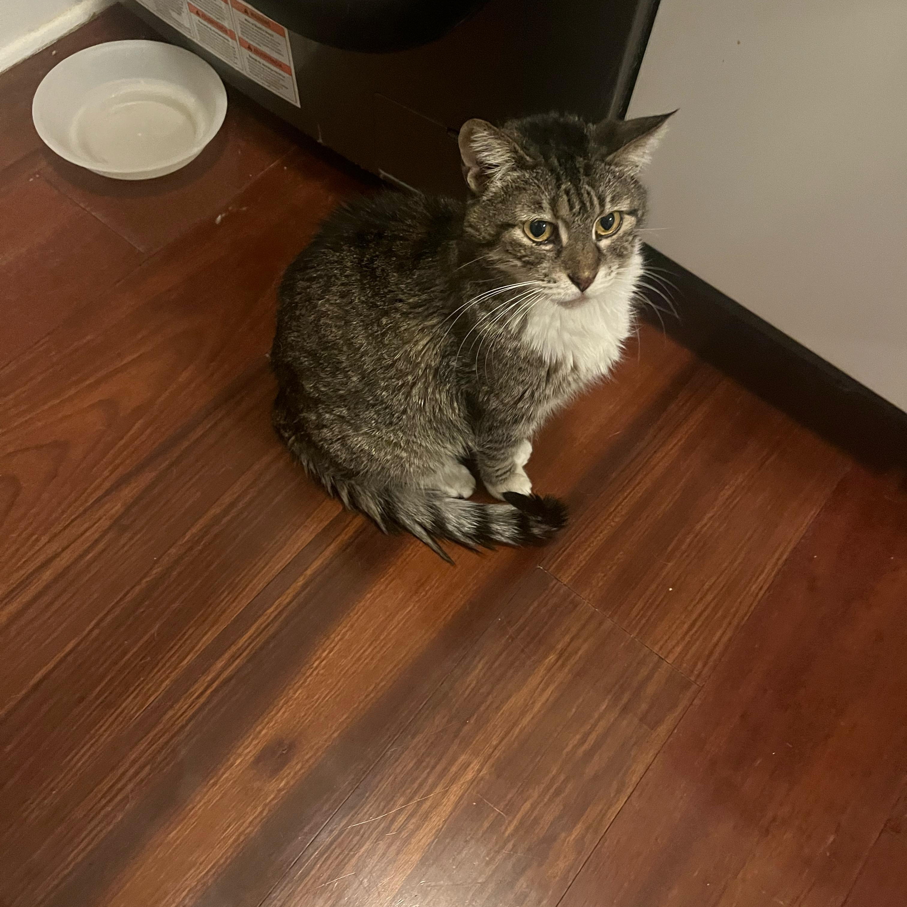 Enlarge PG, a ADOPTABLE Tabby in Hartford, CT image 2/3