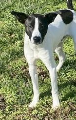 Jack, ADOPTABLE, Young Male Jack Russell Terrier.