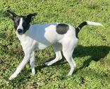 Enlarge Jack, a ADOPTABLE Jack Russell Terrier in Glasgow, KY image 2/2