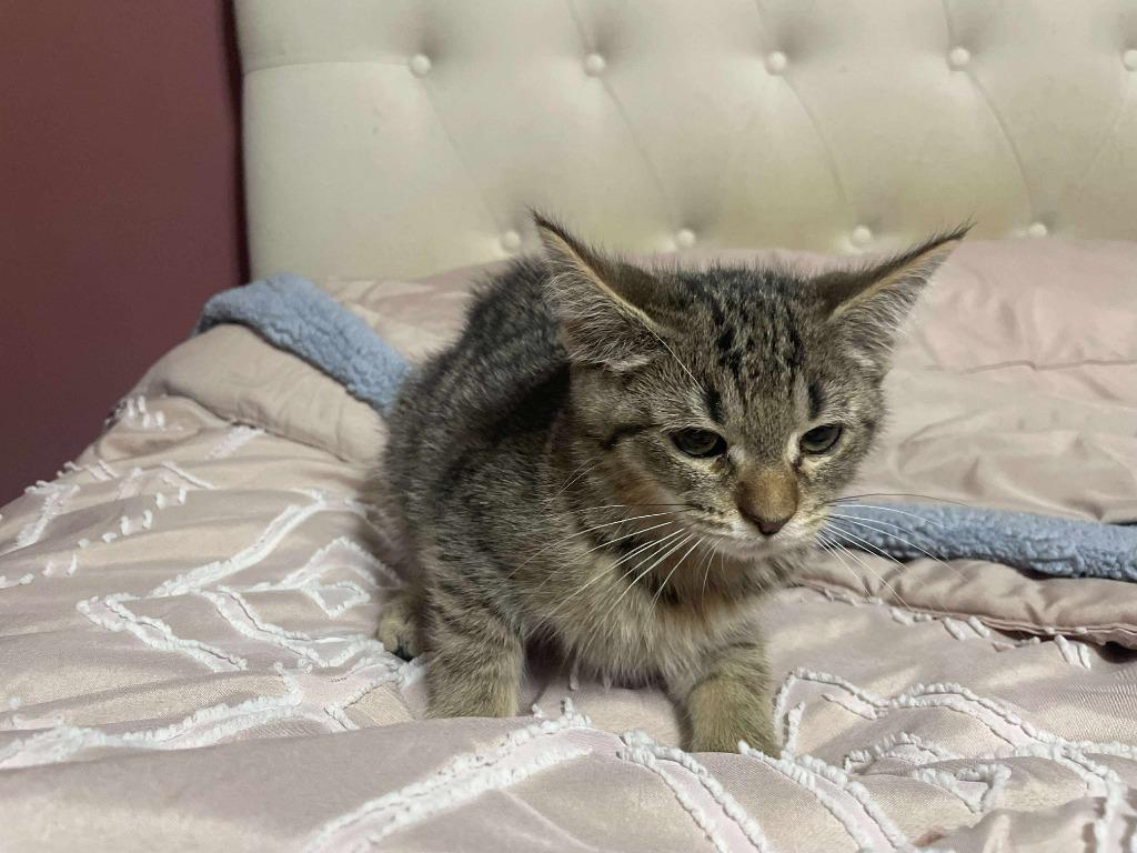 Enlarge Clyde, a Adoptable Tabby in Johnson City, TN image 1/6