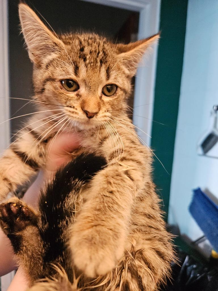 Enlarge Clyde, a Adoptable Tabby in Johnson City, TN image 2/6